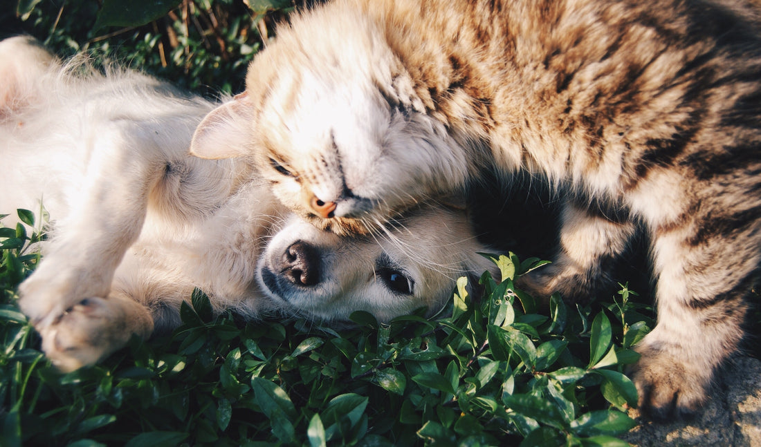 Pet Health Matching Accounts: Unlocking the Benefits of Pet Health Care